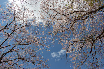 泉自然公園の桜　千葉県千葉市若葉区