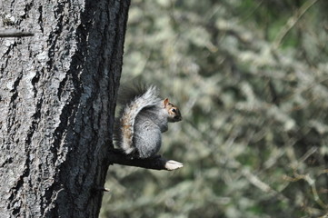 Squirrel Tree Tail Perch