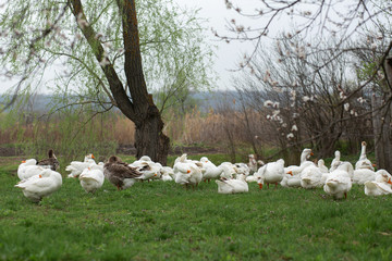 geese are walking in the spring in the village on the lawn with fresh green grass on the background of a flowering tree