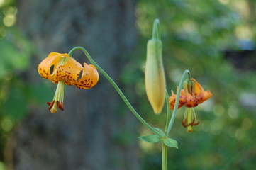 Wild Honeysuckle
