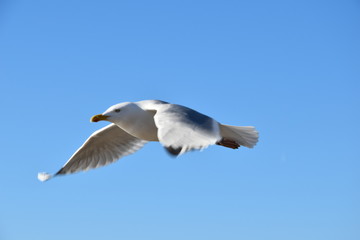 Seagull at the coast of the Netherlands