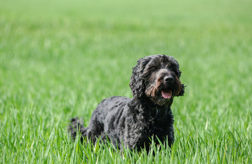 Fototapeta premium Black male Cockapoo Dog in a greenfield in Springtime.