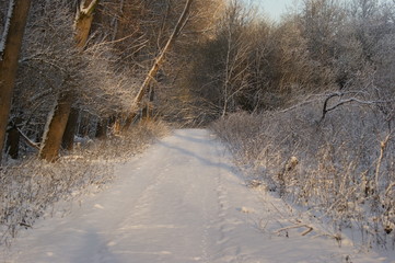 Snow in the woods with a bit of sunlight