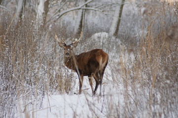 Fototapeta premium Deer in winter