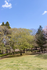 Fototapeta premium 春の泉自然公園 千葉県千葉市若葉区