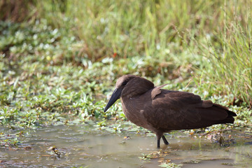 Hammerkopf / Hamerkop / Scopus umbretta