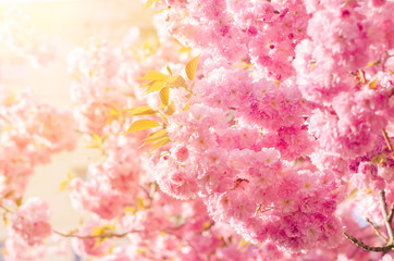 pink flower trees