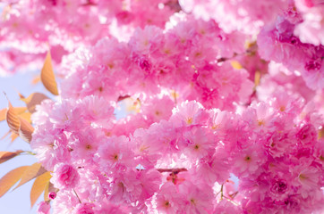 pink flower trees