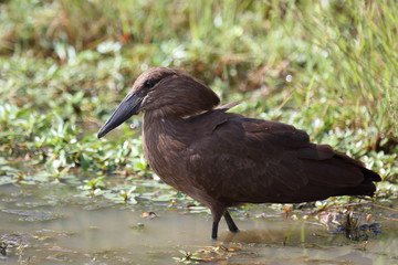 Hammerkopf / Hamerkop / Scopus umbretta