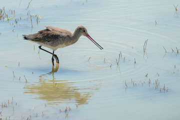 Black-tailed Godwit  (Limosa limosa), Yala National Park, Sri Lanka