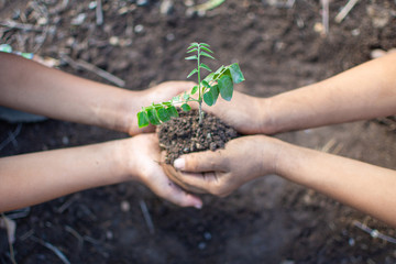 hand of children holding plant and soil with bokeh and nature background, save the world and World Environment Day concept at sunny day. subject is blurred