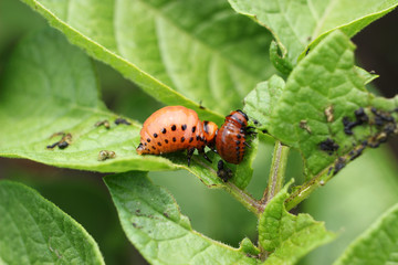 Larvae of Colorado beetles are dangerous pests for potatoes.