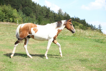 Fototapeta na wymiar Nice horse running on pasturage
