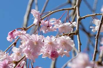 Cherry Blossoms in Izumi Nature Park, Wakaba Ward, Chiba City, Chiba Prefecture, Japan
