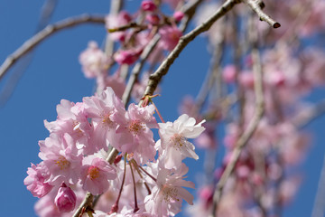 Cherry Blossoms in Izumi Nature Park, Wakaba Ward, Chiba City, Chiba Prefecture, Japan