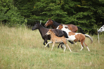 Fototapeta premium Amazing batch of horses on pasturage