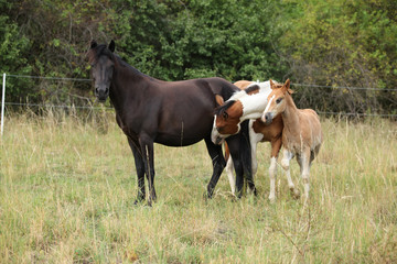 Fototapeta premium Amazing batch of horses on pasturage