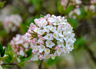 Bodnant viburnum