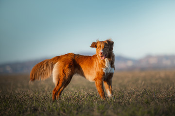 Fototapeta na wymiar Nova Scotia Duck Tolling Retriever Dog in the field. Pet for a walk, plays