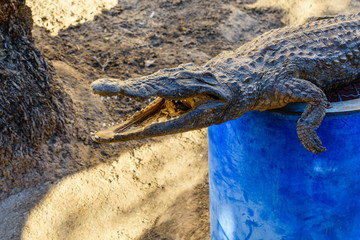 Dried scarecrow of young nile alligator