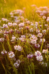 Blossom clover flowers on a meadow with sunset bright light in summer or spring time