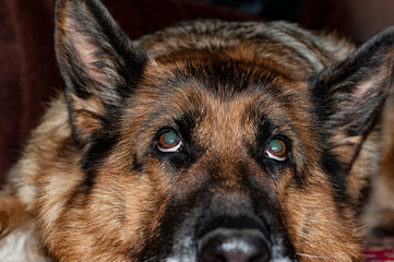 close-up of an old dog lying in the floor. The sad look with obvious cataract in both eyes