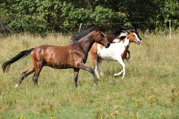 Fototapeta premium Amazing batch of horses on pasturage
