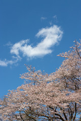 泉自然公園の桜　千葉県千葉市若葉区