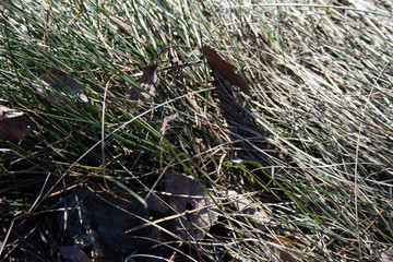 grass in the forest