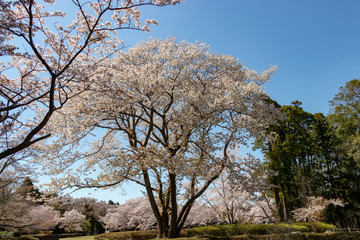 泉自然公園の桜　千葉県千葉市若葉区
