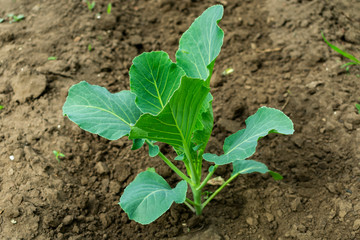 young seedlings of cabbage in spring on a bed