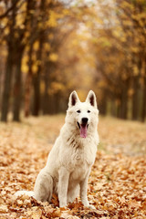White swiss shepherd dog in autumn park
