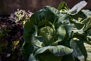 Obraz premium green cabbages and lettuce