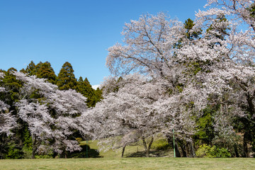 泉自然公園の桜　千葉県千葉市若葉区