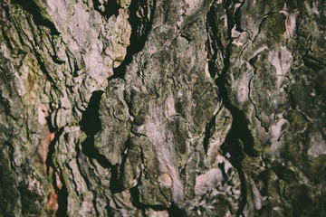 bark of a tree
