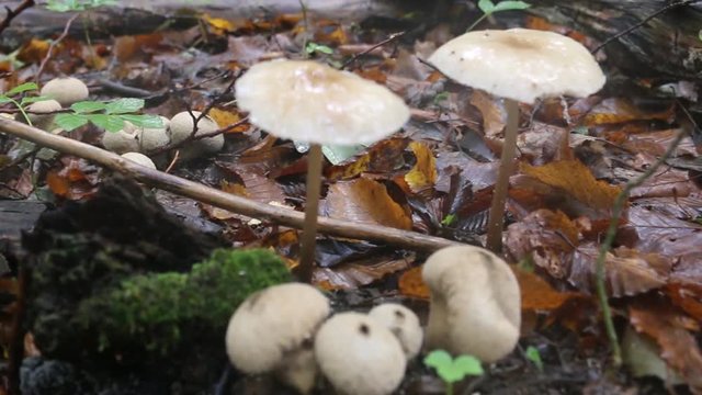 Mushroom season in late summer after rain. Mushroom blewits, puffballs. Forest litter (L-F-H horizon) and undergrowth of trees of deciduous southern forests, forest community, phylloptosis