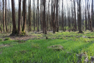  Bright green grass grows in a forest in early spring