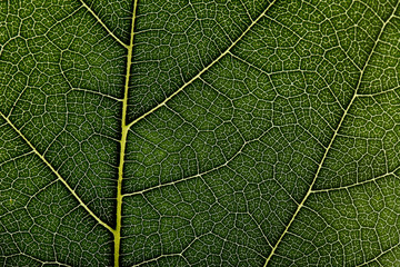 Background of green leaf