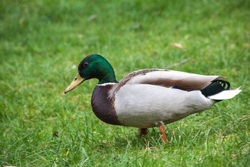 duck7