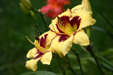 Bright contrast flowers of a day lily are fine in any weather.