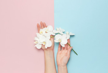 Woman's hands hold branch of Beautiful White Phalaenopsis orchid flowers on pastel pink blue background top view flat lay. Tropical flower, branch of orchid. Holiday, Women's Day, Flower Card, beauty