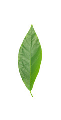 Green avocado leaf isolated over white