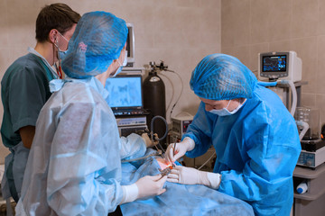 Vet doing the operation for sterilization. The cat on the operating table in a veterinary clinic....