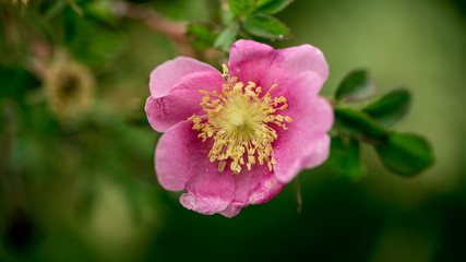 Rosa Woodsii British Columbia Wild Prickly Rose - Pink and Green