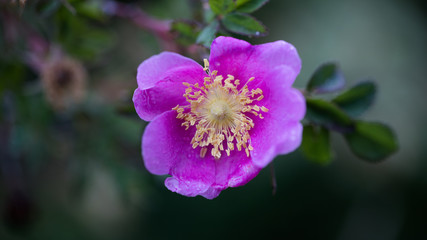 Fototapeta na wymiar Rosa Woodsii British Columbia Wild Prickly Rose Natural