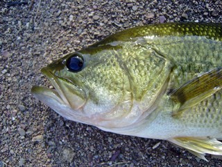 Micropterus Salmoides, Black bass. Cabeza.