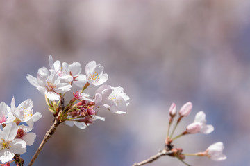 桜の花　千葉県千葉市若葉区　泉自然公園
