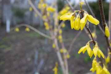 Blooming spring yellow tree. Close-up in daylight overcast.