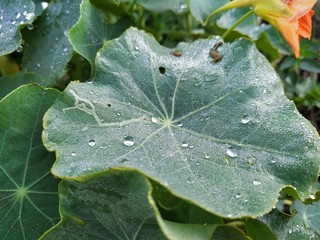Hoja verde con gotas de agua