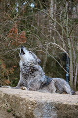 a howling wolf in northern Germany
